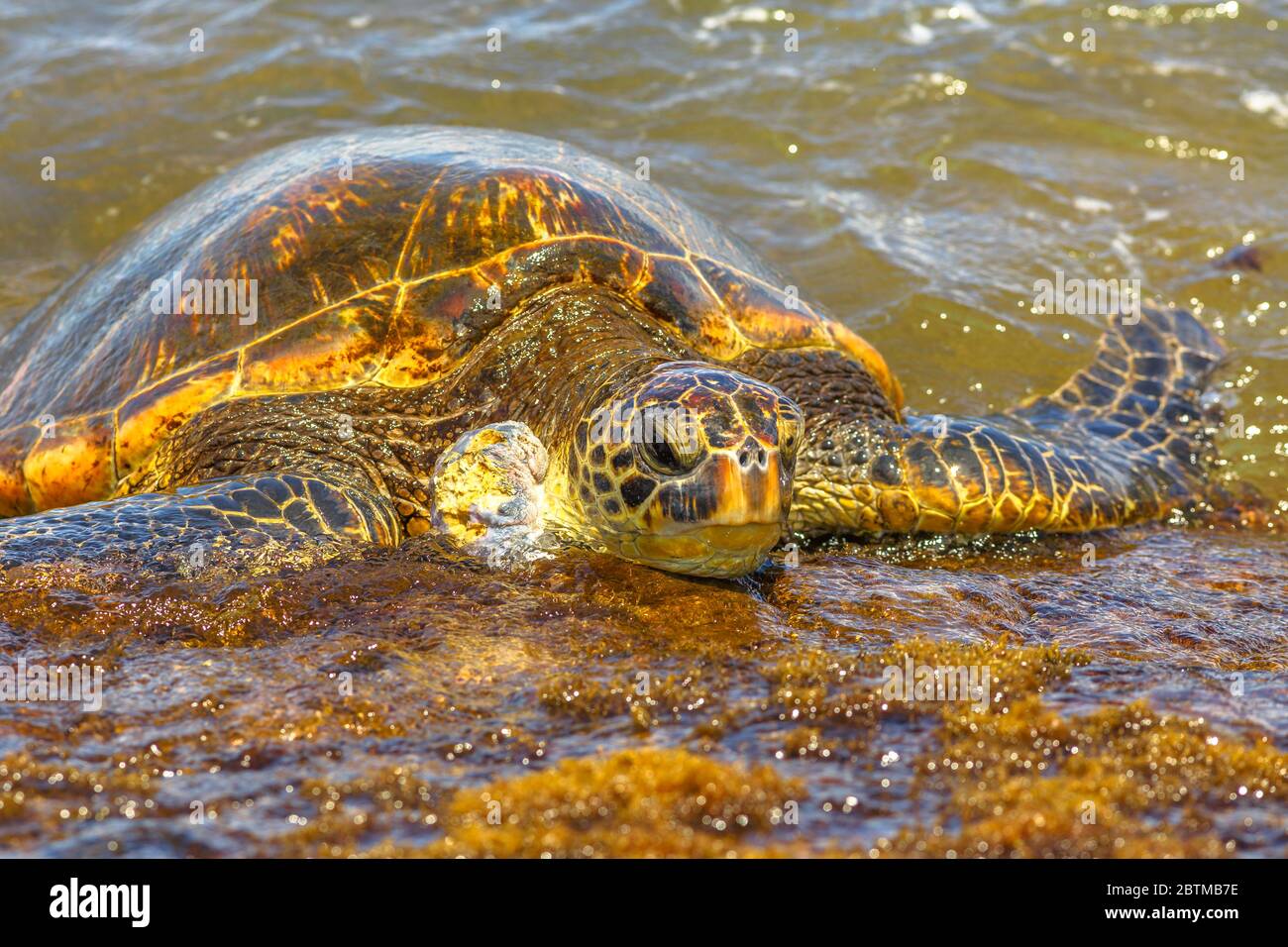 Tartaruga di Mare Verde o tartaruga di Mare Hawaiiana sull'acqua vicino alla spiaggia in Laniakea Beach o Turtle Beach sull'isola di Oahu, Hawaii, Stati Uniti. Foto Stock