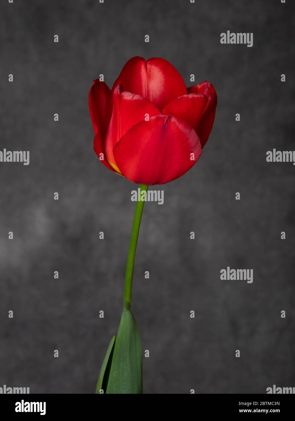 Singolo Red Tulip Bulb Flower in fotografia studio ritratto impostazione Foto Stock