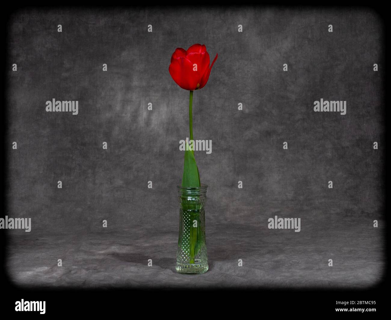 Singolo Red Tulip Bulb Flower in fotografia studio ritratto impostazione Foto Stock