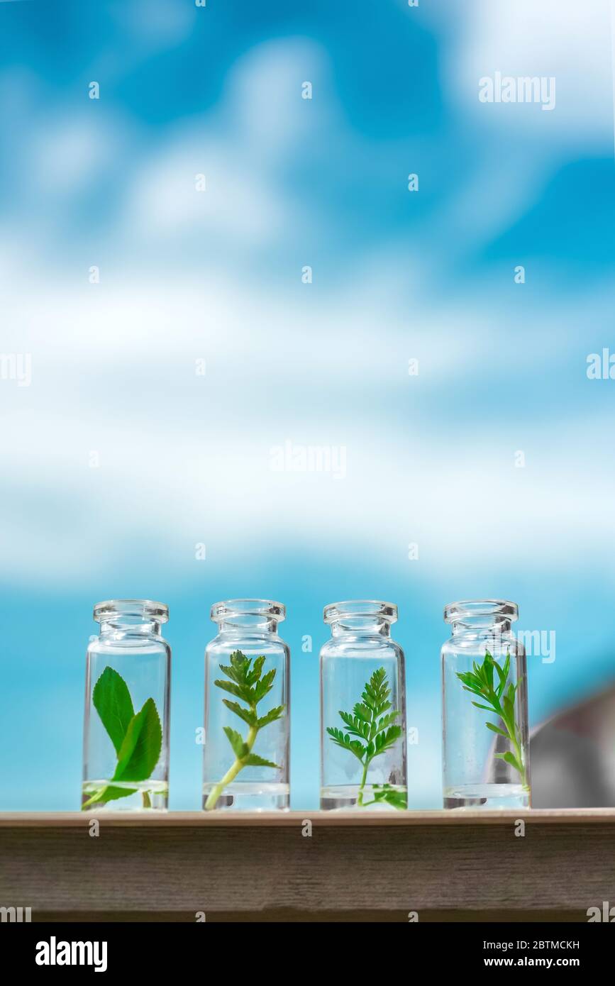 Bottiglie di vetro, provette con germogli di piante su uno sfondo di cielo blu. Cura naturale della pelle, cosmetici biologici e alimenti. Foto Stock