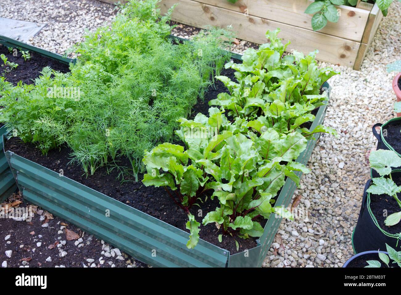 Vegetali di radice che crescono in un letto rialzato piccolo. Foto Stock