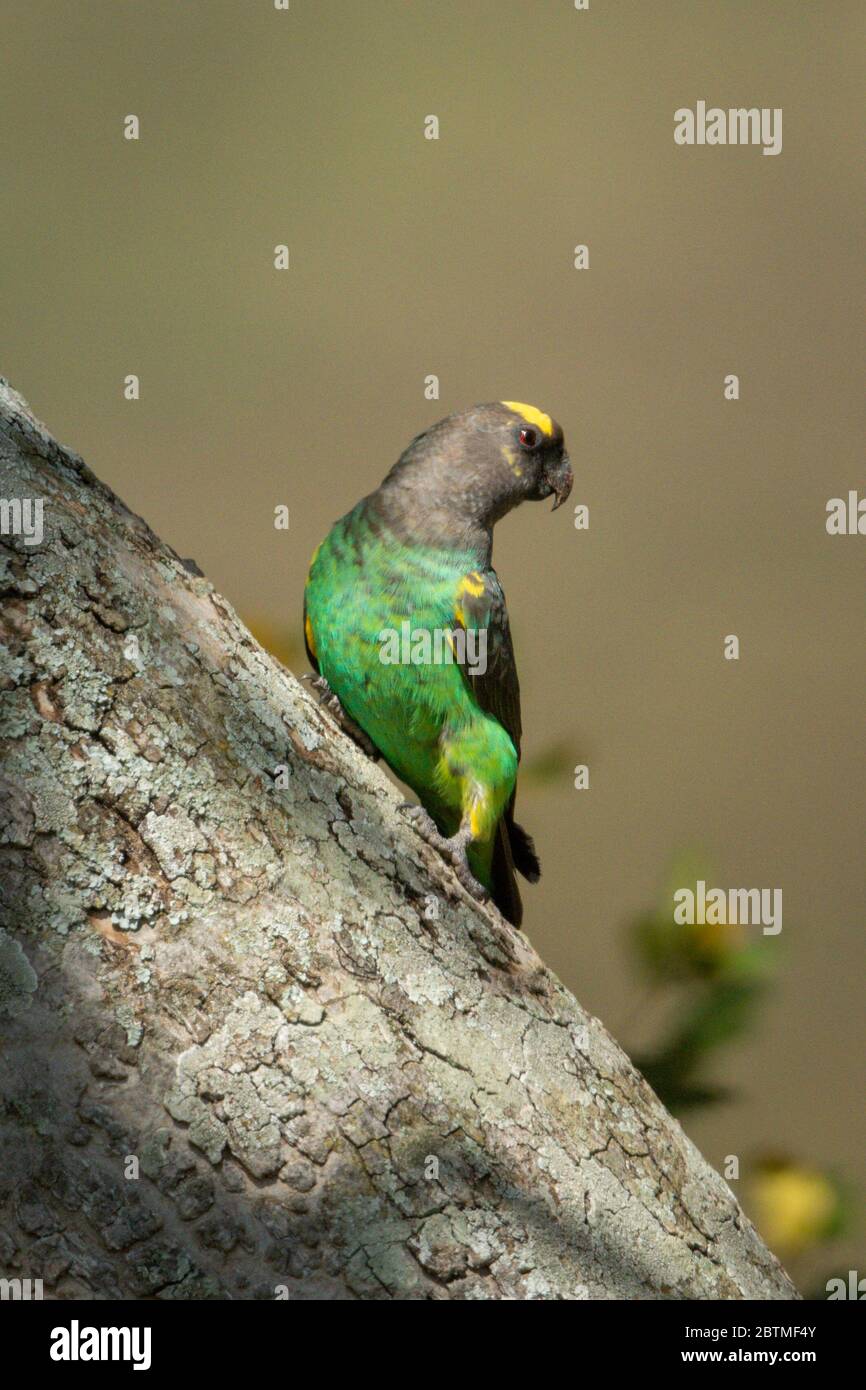 Pappagallo marrone sul tronco diagonale girando testa Foto Stock