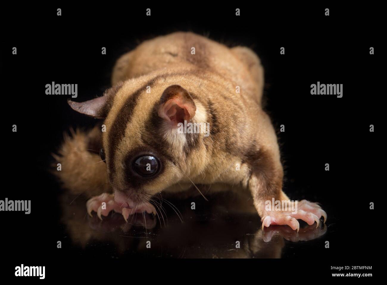 Aliante di zucchero - BREVANI di Petaurus isolati su sfondo nero Foto Stock