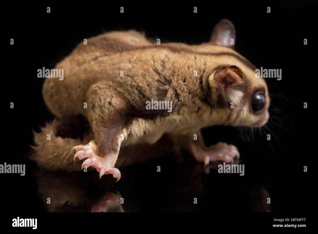 Aliante di zucchero - BREVANI di Petaurus isolati su sfondo nero Foto Stock