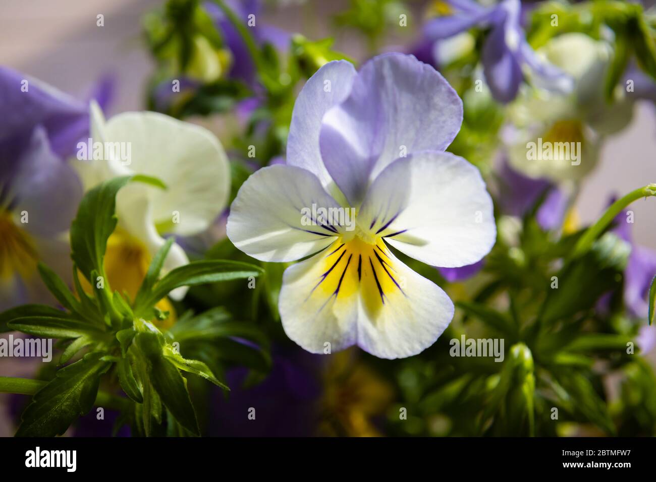 Vista ravvicinata di un fiore di viola dalle fioritche di primavera, piuttosto blu chiaro e giallo, che cresce in un giardino a Surrey, Inghilterra sud-orientale, Regno Unito Foto Stock