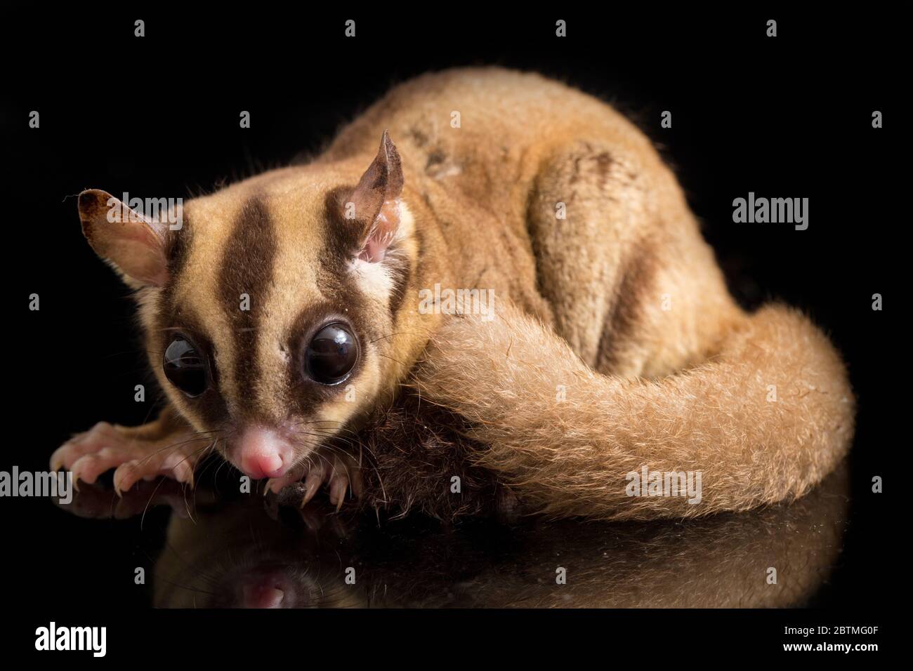 Aliante di zucchero - BREVANI di Petaurus isolati su sfondo nero Foto Stock