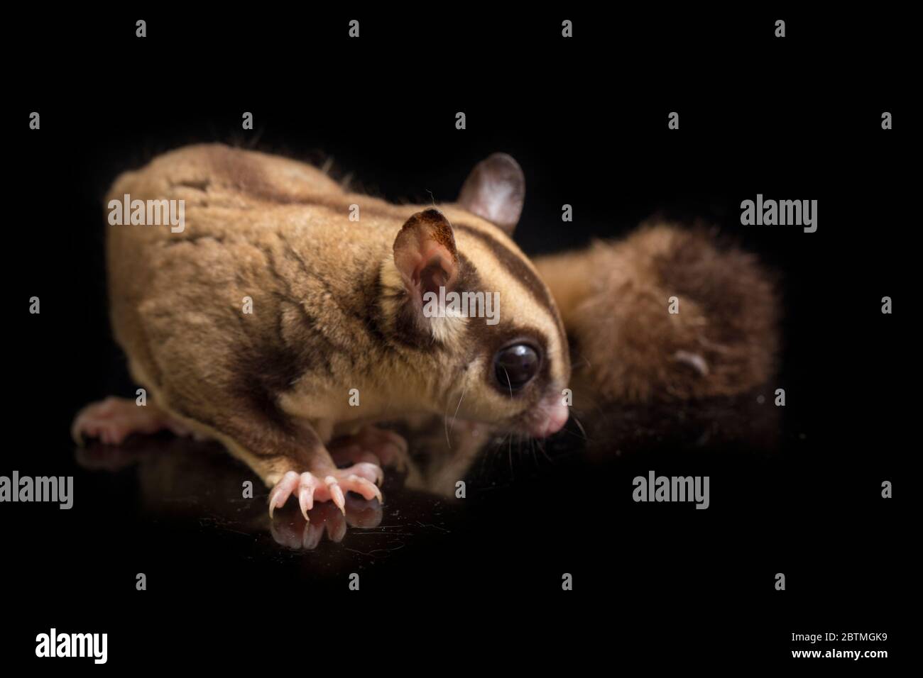 Aliante di zucchero - BREVANI di Petaurus isolati su sfondo nero Foto Stock