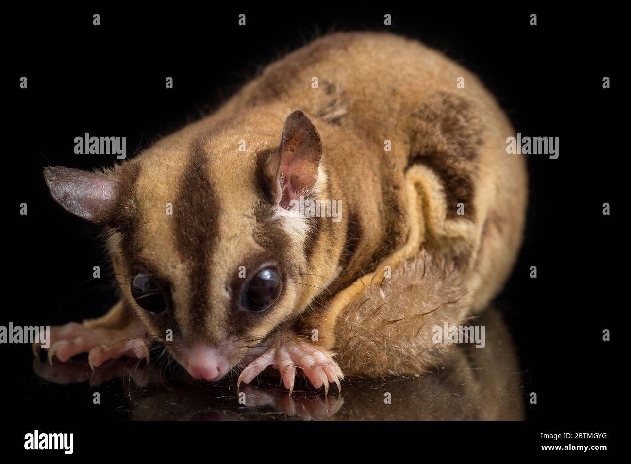 Aliante di zucchero - BREVANI di Petaurus isolati su sfondo nero Foto Stock