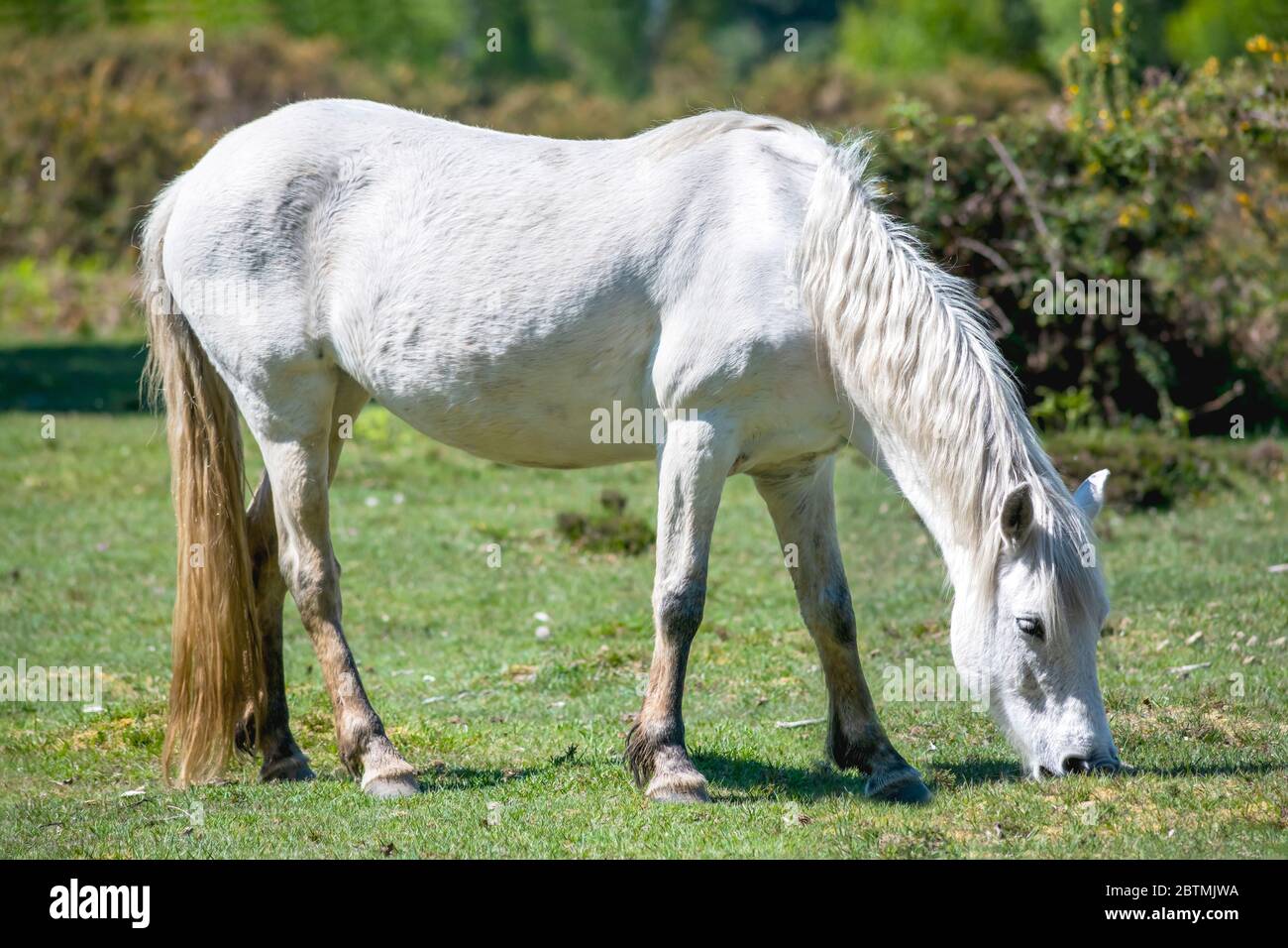 Incredibile pony bianco della New Forest mangiare erba fresca mentre pascolando su prato verde nella soleggiata giornata estiva nel parco Foto Stock