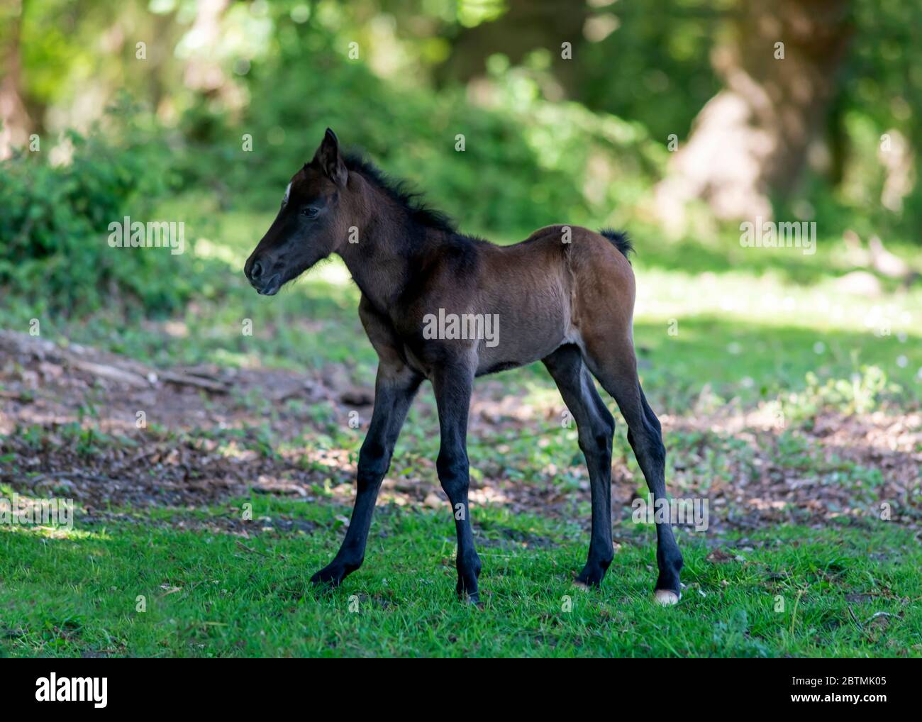Carino scuro baia foal di New Forest pony in piedi su erba verde e guardando via su sfondo sfocato di giardino verde il giorno d'estate Foto Stock