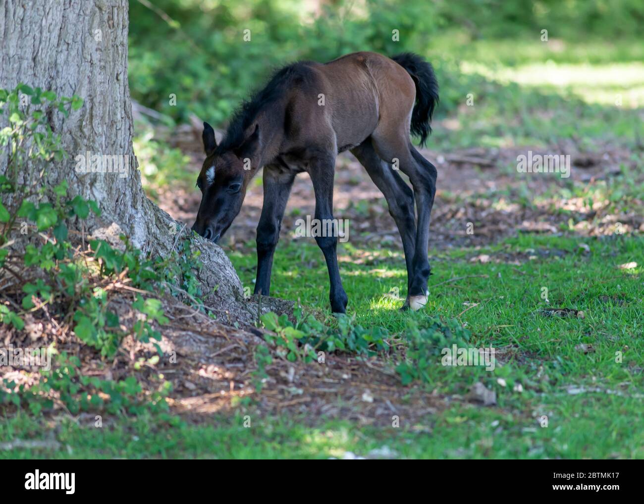 Carino scuro baia foal di New Forest pony mangiare erba mentre pascolo vicino alle radici di albero in giardino, settimana vecchia Foto Stock