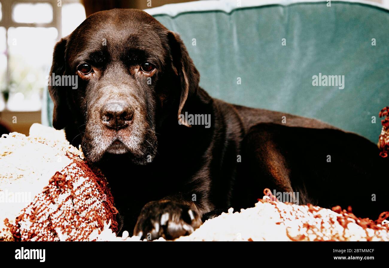 Cioccolato Labrador Retriever seduto su una sedia Foto Stock