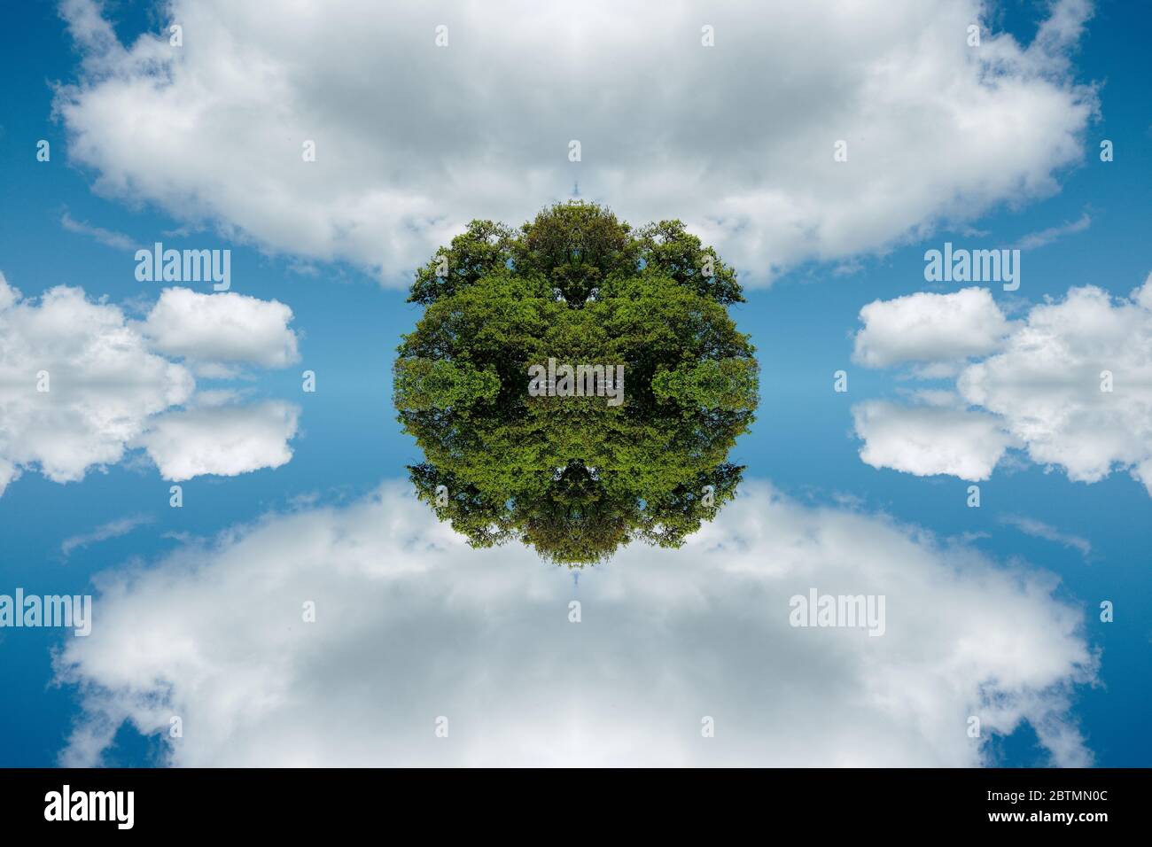 Solitario inglese quercia con un Twist Foto Stock