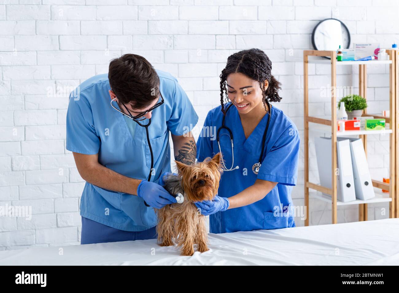 Medico veterinario con assistente che controlla il battito cardiaco del cane con stetoscopio in clinica animale Foto Stock