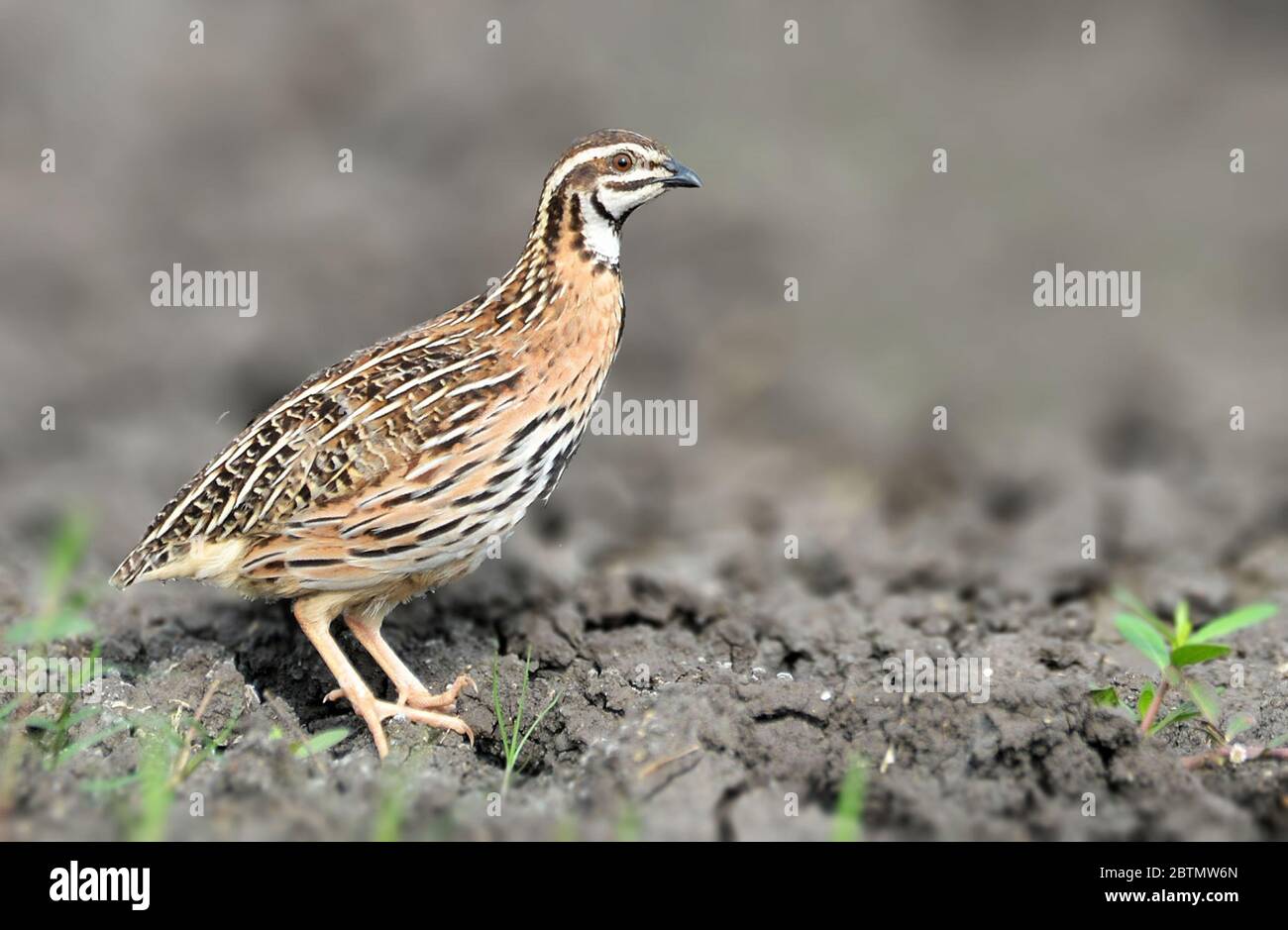 La quaglia piovana o quaglia di razza nera è una specie di quaglia che si trova nel subcontinente indiano. Foto Stock