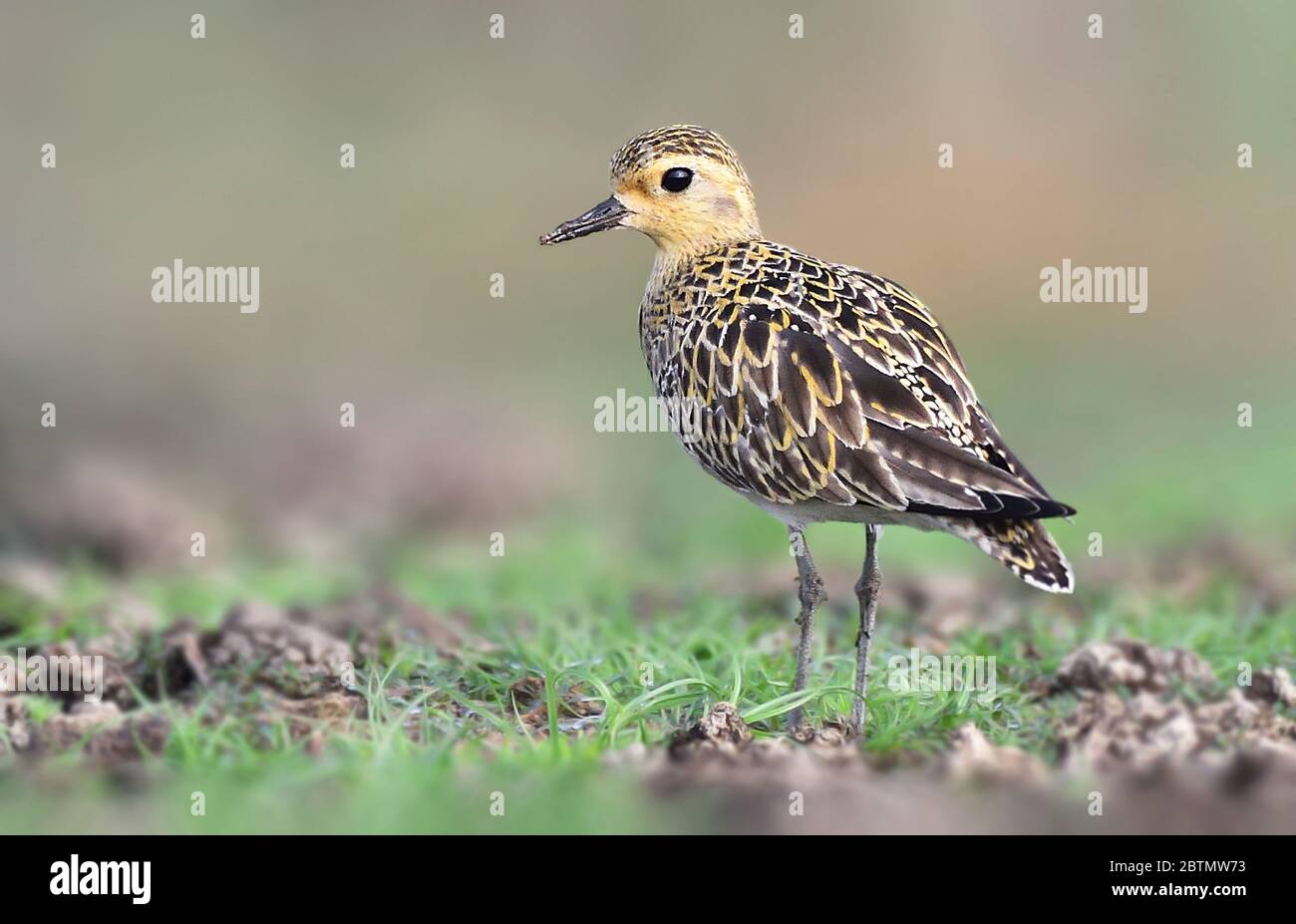 Il pullover d'oro del Pacifico è un amante di medie dimensioni. Il nome del  genere è latino e significa pioggia, pluvia, pioggia. Si credeva che l'oro  Foto stock - Alamy