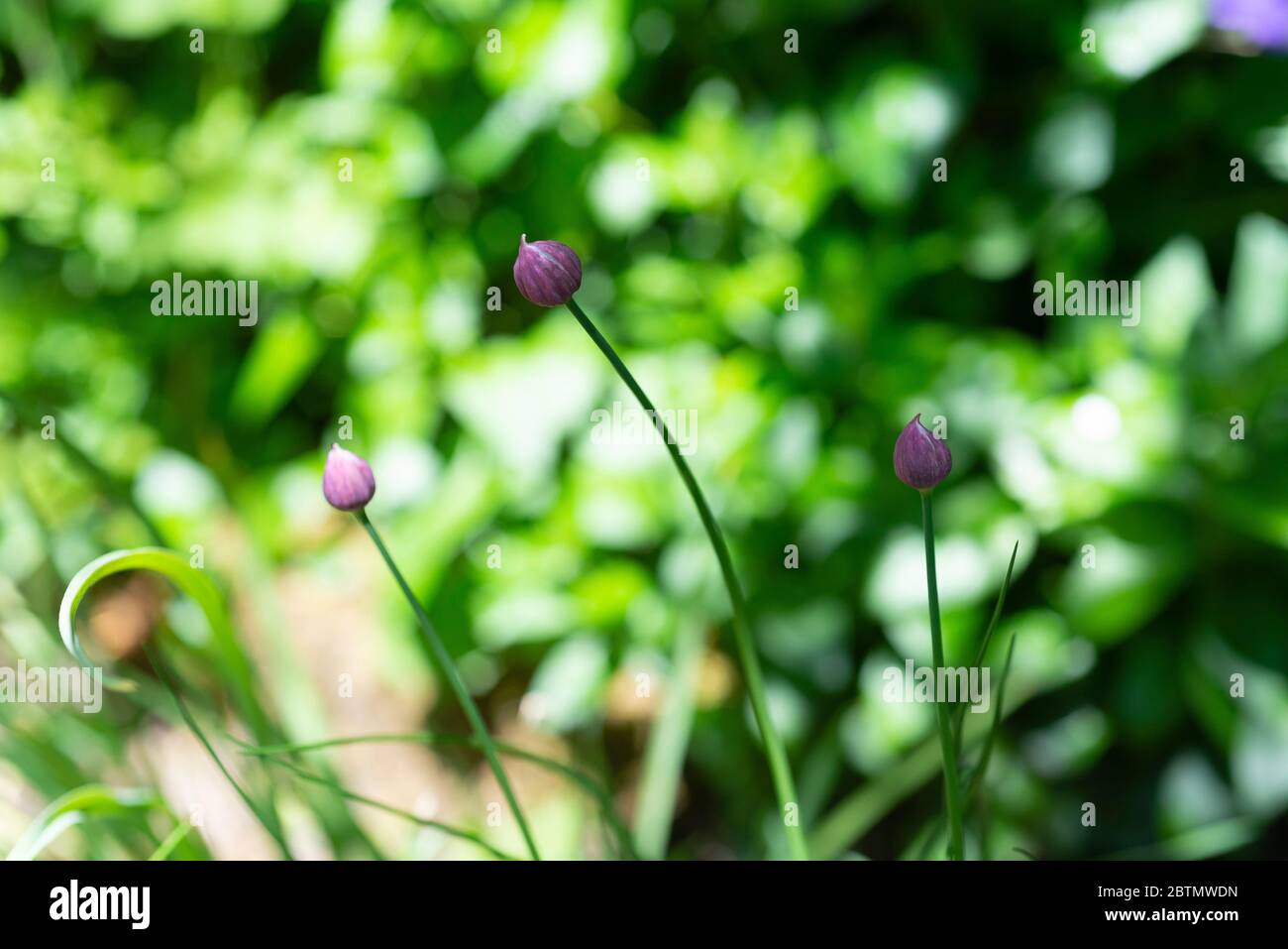 Erba cipollina (Allium schoenoprasum) che cresce in un giardino. Inghilterra, Regno Unito. Foto Stock