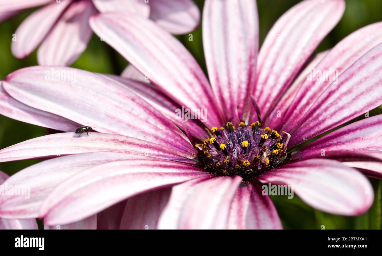 Osteospermum conosciuto anche come i daisybosces o le margherite africane. Foto Stock