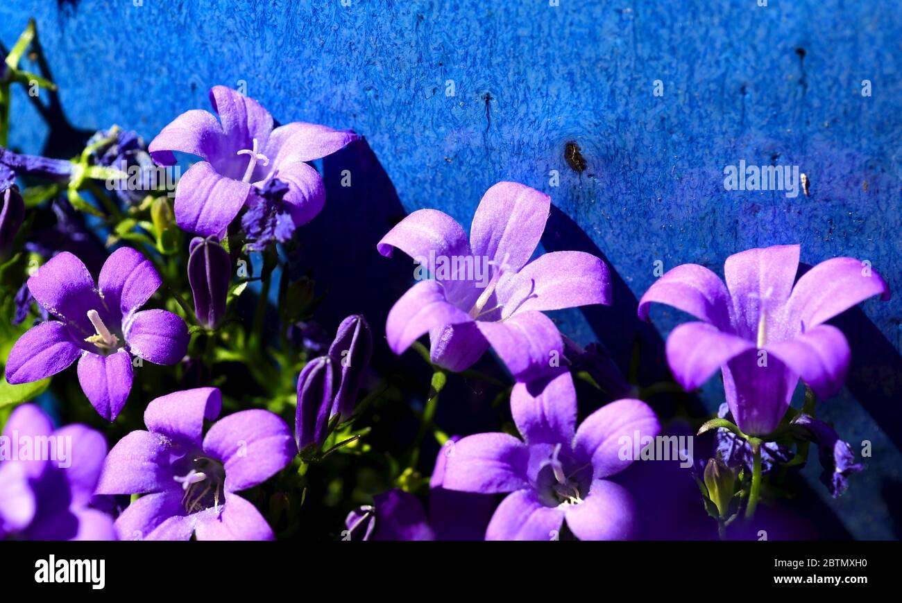 Campanula portenschlagiana Bellflower Foto Stock