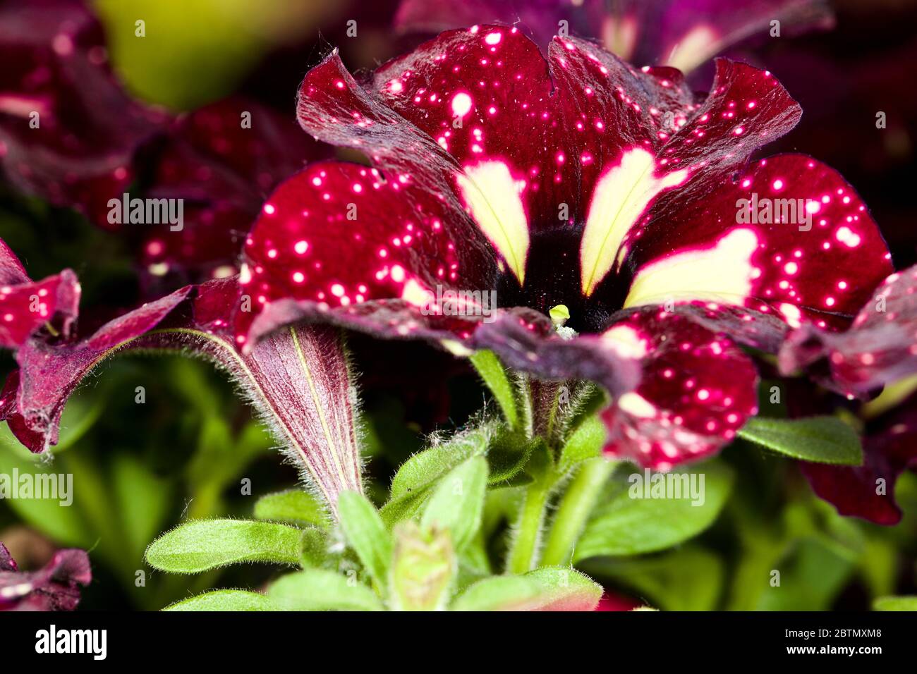 Petunia "Lightning Sky" Foto Stock