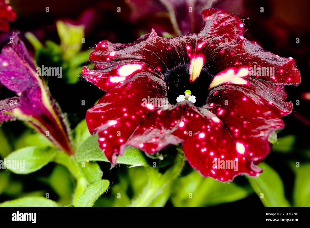 Petunia "Lightning Sky" Foto Stock