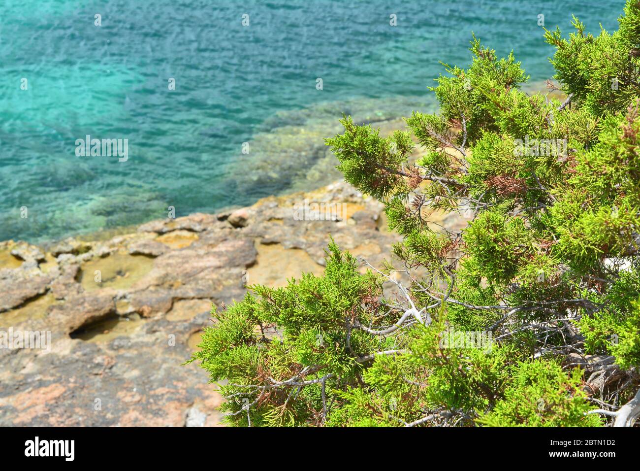 Costa rocciosa dell'isola di Ibiza sul Mar delle Baleari. Flora mediterranea Foto Stock