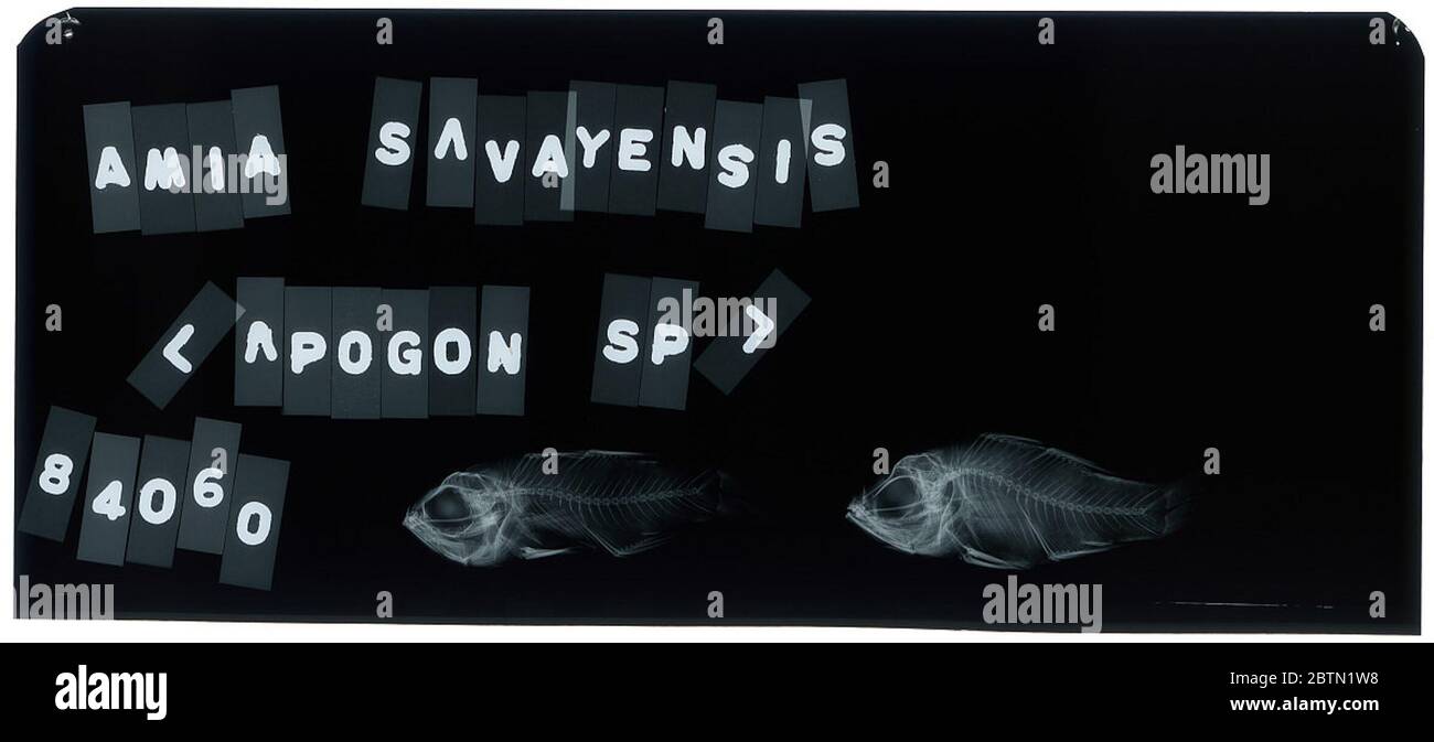 Nectamia savayensis. 25 Ott 20181 Foto Stock