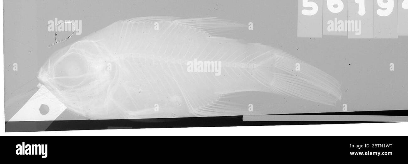 Nectamia savayensis. U.S.B.F. No. 3880.26 Aug 20191 Foto Stock