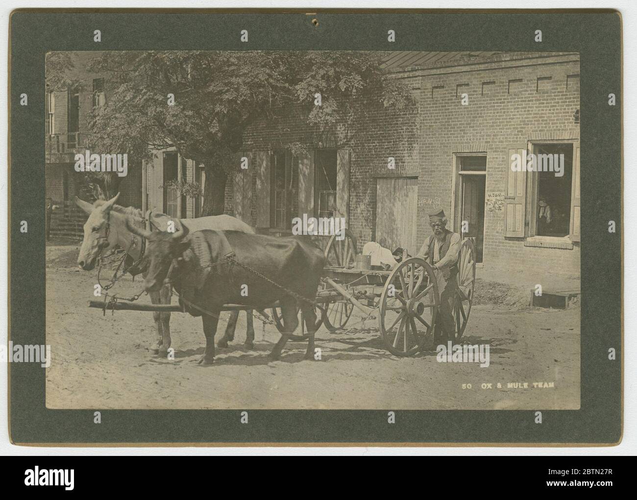 N. 50 Ox Mule Team. Una stampa albumina sulla scheda di un armadietto che raffigura un uomo accanto ad un carrello a quattro ruote trainato da un bue e mulo. L'uomo si trova sul lato sinistro del carrello, tra due (2) ruote. L'uomo è anziano e ha una grande barba bianca. Indossa un cappello, un gilet, una camicia e dei pantaloni. Foto Stock