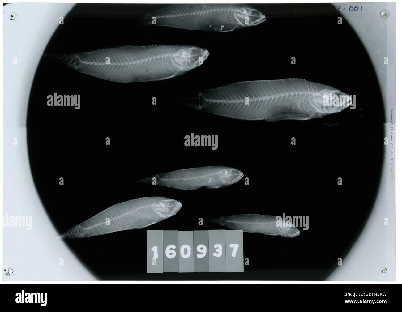 Amblygobius bynoensis. 24 Ott 20182 Foto Stock