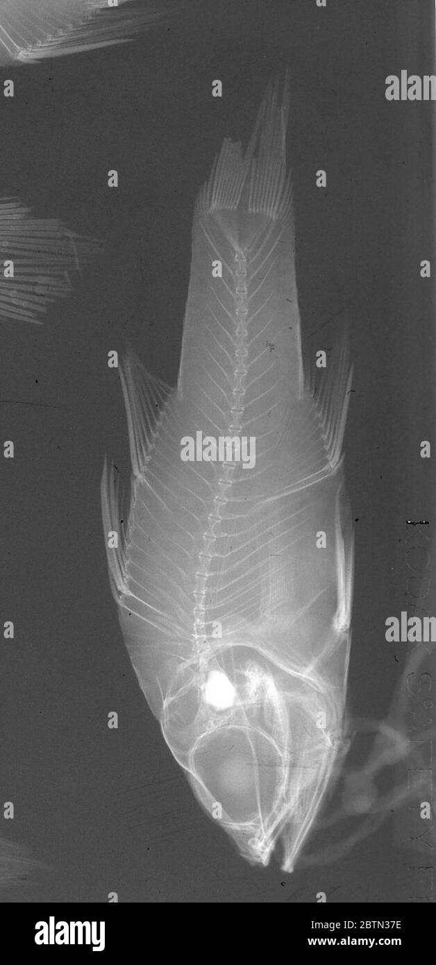 Ostorhinchus aroubiensis. 30 Dec 20154 Foto Stock