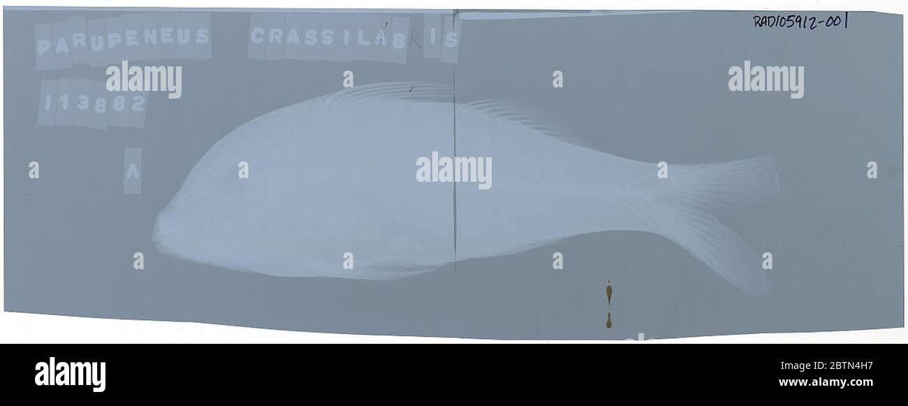 Parufeneus trifasciatus. 27 Mar 20202 Foto Stock