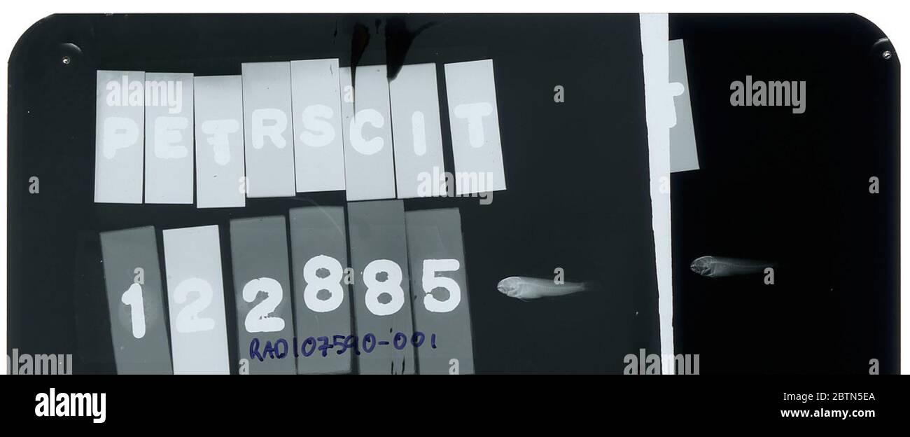 Petroscirte. 1 maggio 20191 Foto Stock