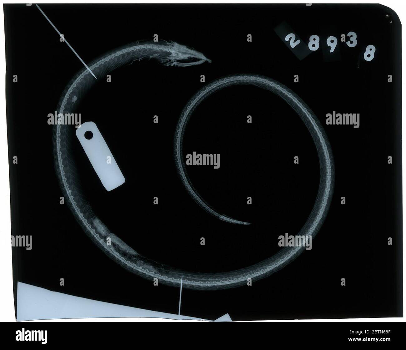 Pisoodonophis cruentifero Goode Bean. La radiografia è di un lectotype.27 Feb 201910353 Foto Stock