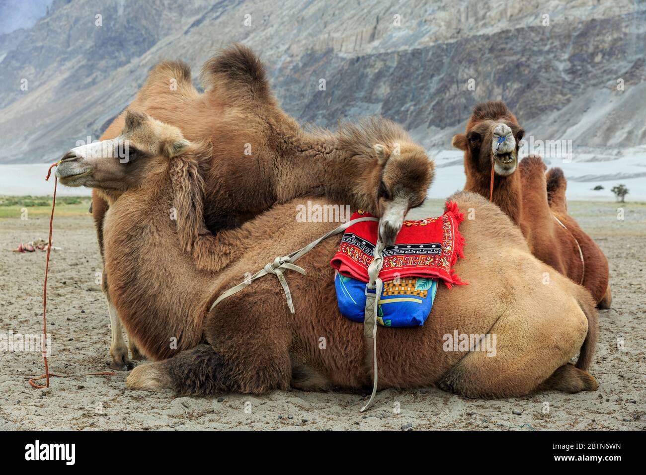 Cammelli a doppio Humped a Nubra Valley, hunder, Ladakh, India Foto Stock