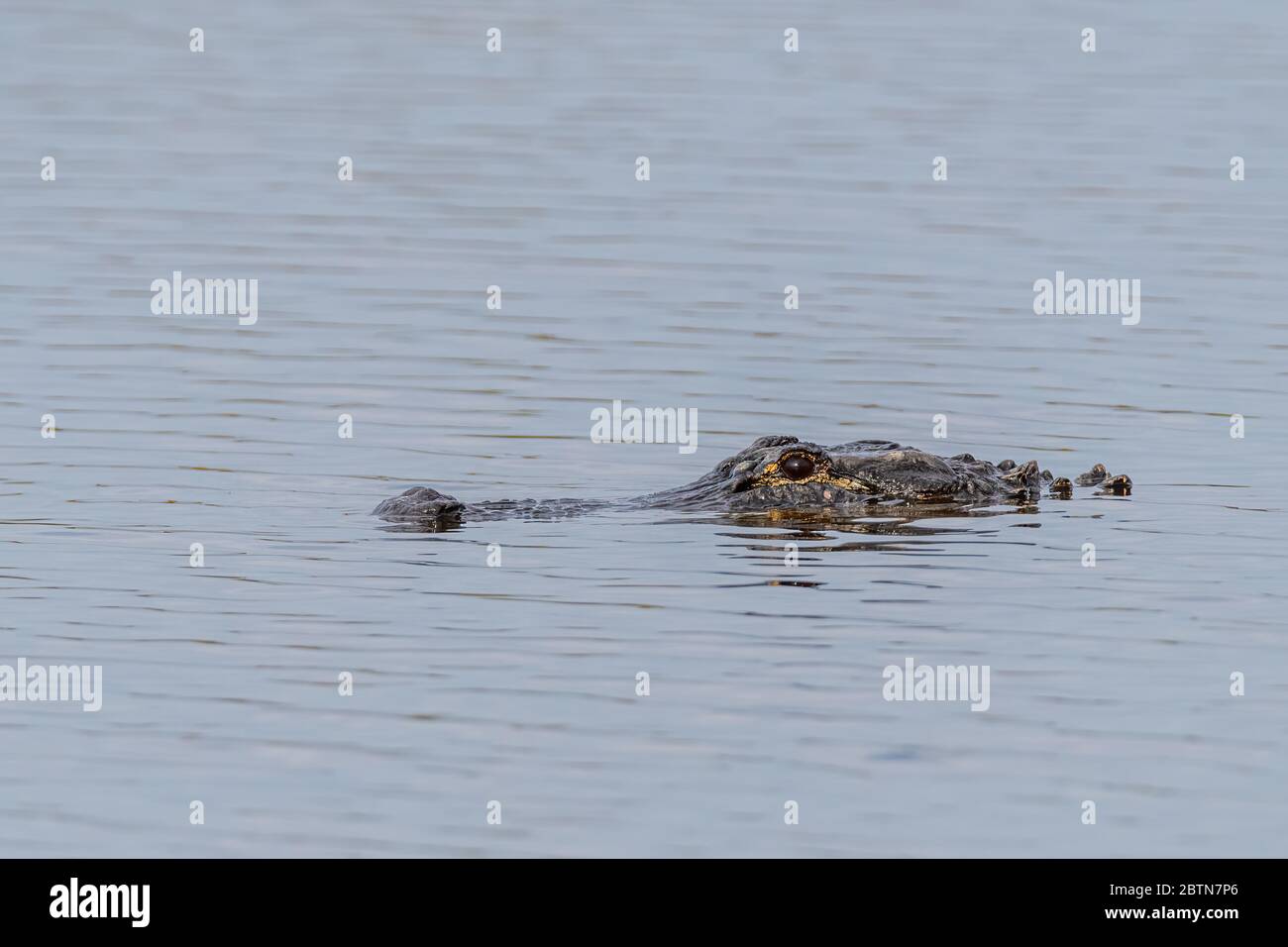 Il capo di un alligatore americano (Alligator missisippiensis) si allea dall'acqua in Florida, Stati Uniti. Foto Stock