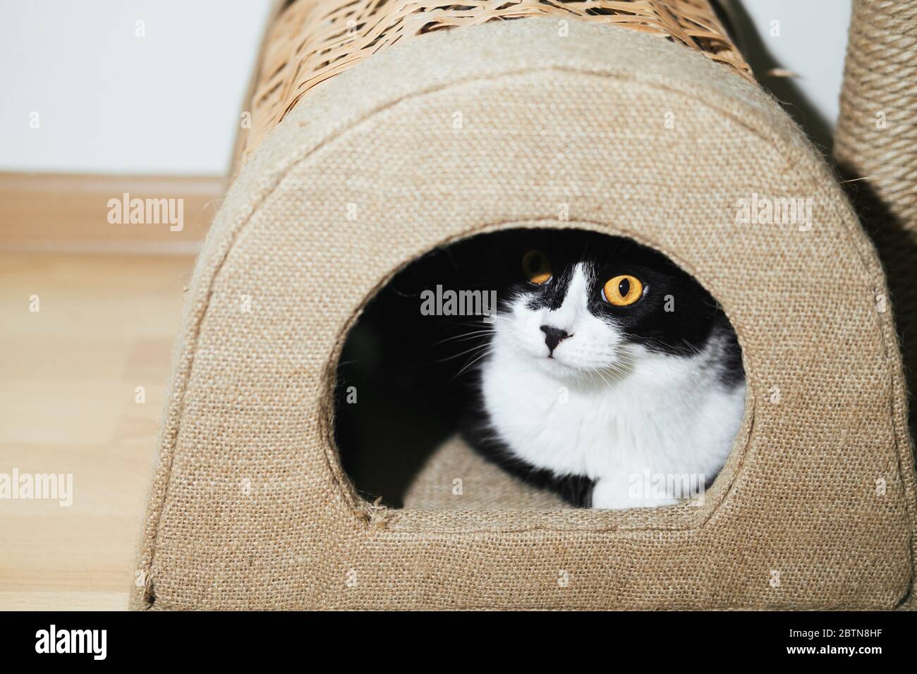 Divertente gatto nero e bianco tuxedo è seduto in casa graffiante, noia, comfort, sonnolenza. Autoisolamento degli animali a casa durante la quarantena, pa Foto Stock