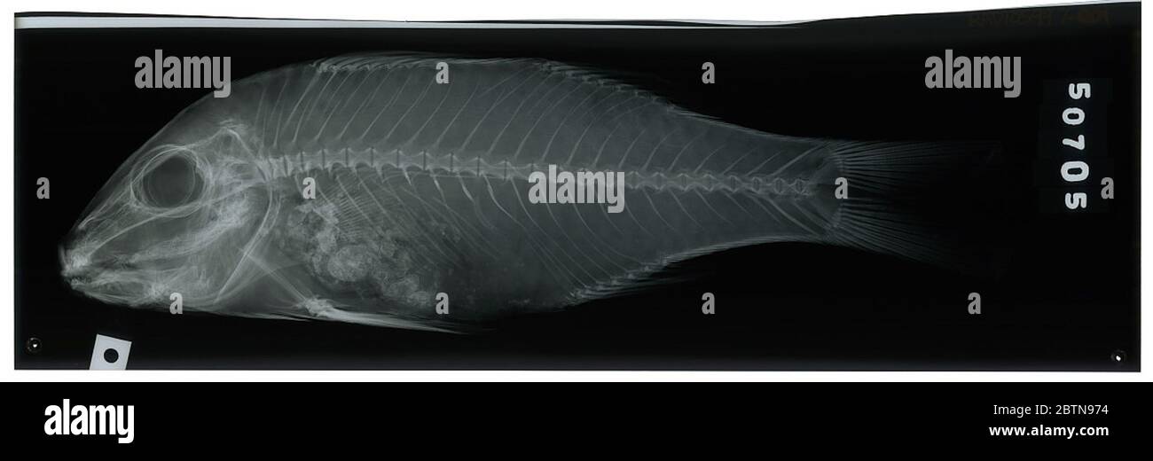 Pseudupeneus porfireus. La radiografia è di un tipo; la divisione dei pesci Smithsonian NMNH utilizza la convenzione di mantenere il nome originale della specie per i campioni di tipo designati al momento della descrizione. Il nome attualmente accettato per questa specie è Parufeneus porphyreus.26 Oct 20181 Foto Stock