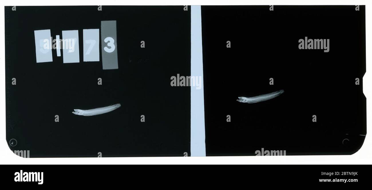 Hetereleotris clara. La radiografia è di un tipo; la divisione dei pesci Smithsonian NMNH utilizza la convenzione di mantenere il nome originale della specie per i campioni di tipo designati al momento della descrizione. Foto Stock