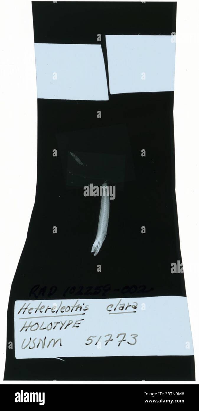 Hetereleotris clara. La radiografia è di un tipo; la divisione dei pesci Smithsonian NMNH utilizza la convenzione di mantenere il nome originale della specie per i campioni di tipo designati al momento della descrizione. Foto Stock