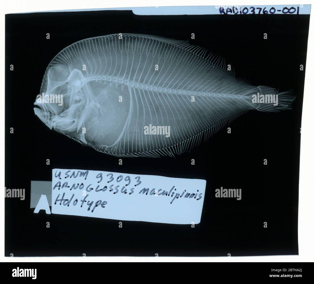 Arnoglossus maculipinnis Fowler. La radiografia è di un ologramma; la divisione dei pesci Smithsonian NMNH utilizza la convenzione di mantenere il nome originale della specie per i campioni di tipo designati al momento della descrizione. Il nome attualmente accettato per questa specie è Enginprotopon maldivensis.29 Ott 2018D. 51402 Foto Stock