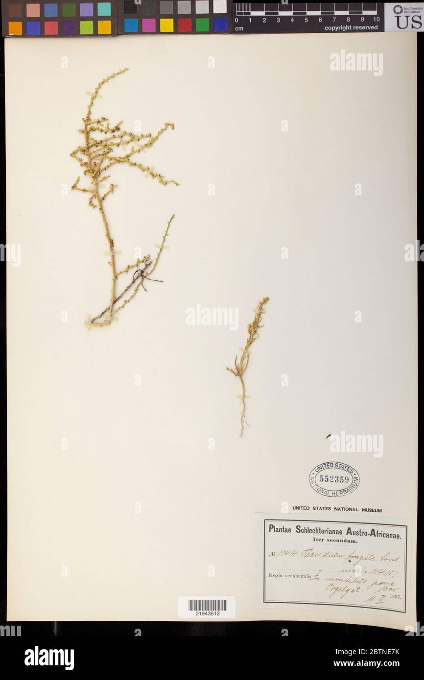 Thesidium fragile Sonder. 20 Set 20191 Foto Stock