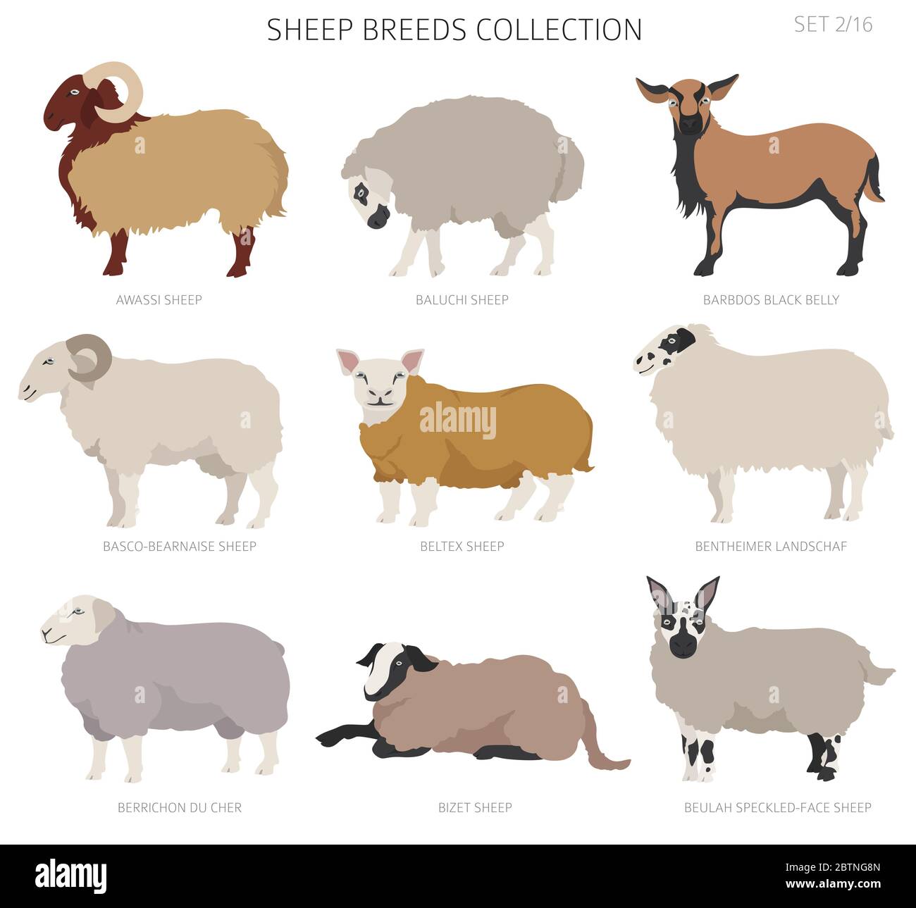 Raccolta delle razze ovine 2. Animali da fattoria. Design piatto. Illustrazione vettoriale Illustrazione Vettoriale