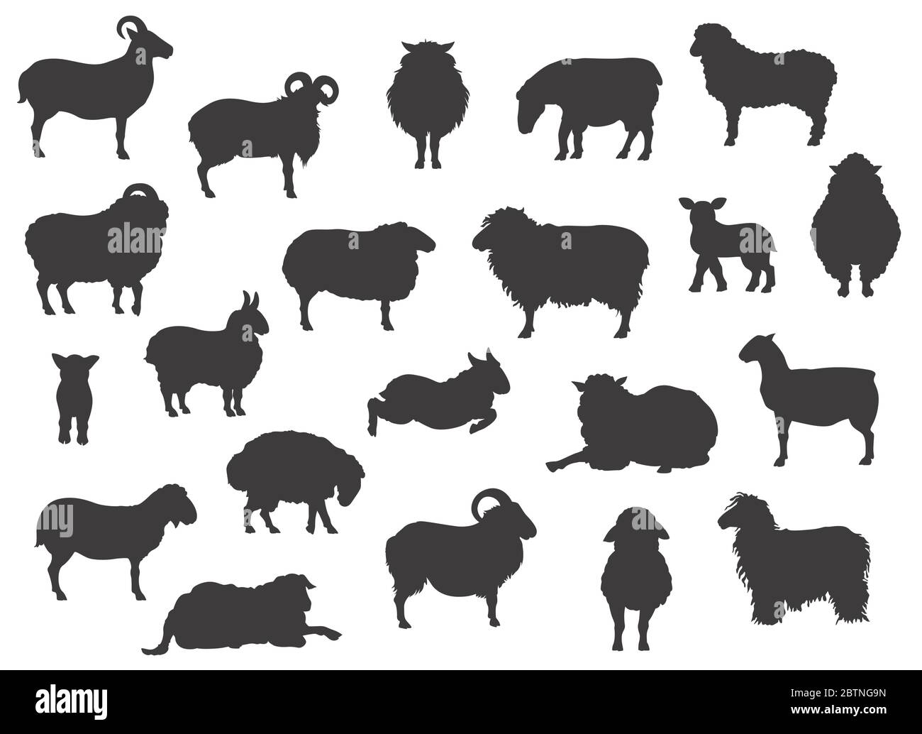 Pecore razze nere silhouette collezione. Animali da fattoria. Design piatto. Illustrazione vettoriale Illustrazione Vettoriale
