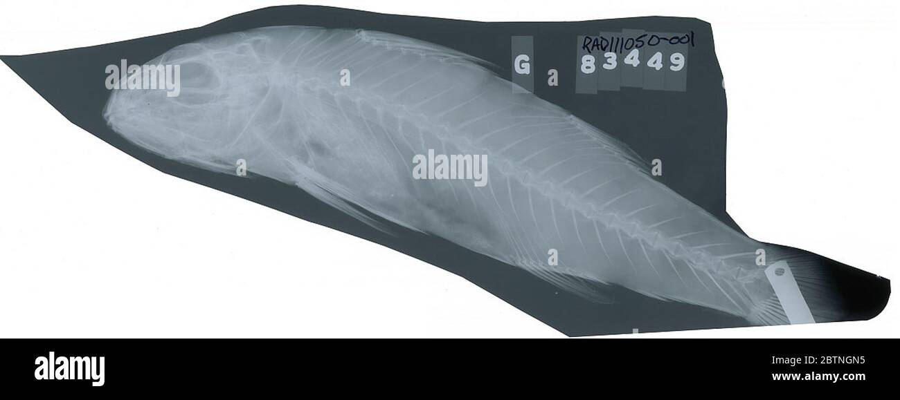 Upeneo Arge. 2 Feb 20161 Foto Stock