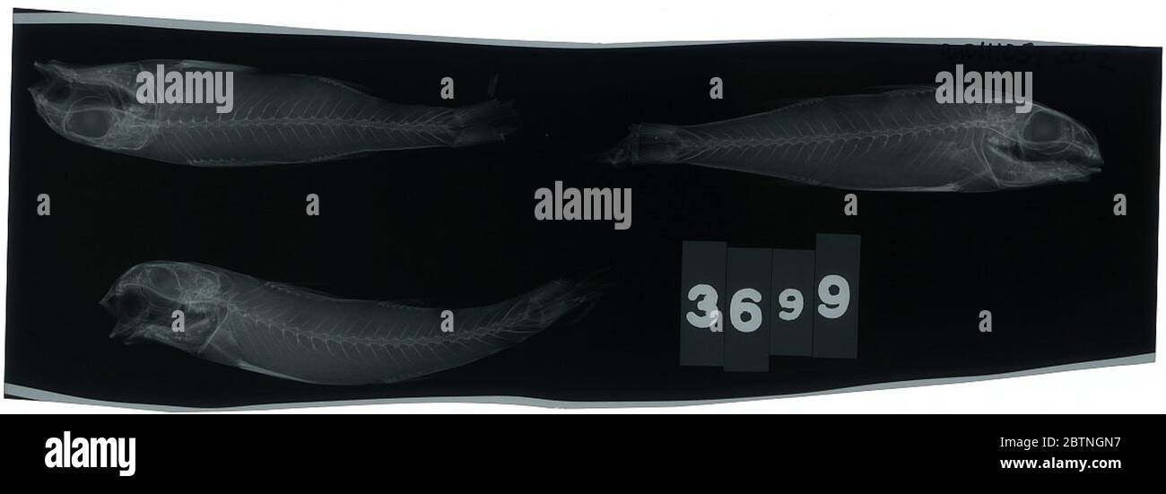 Upeneus dentatus. J.+g.2 Feb 20163 Foto Stock