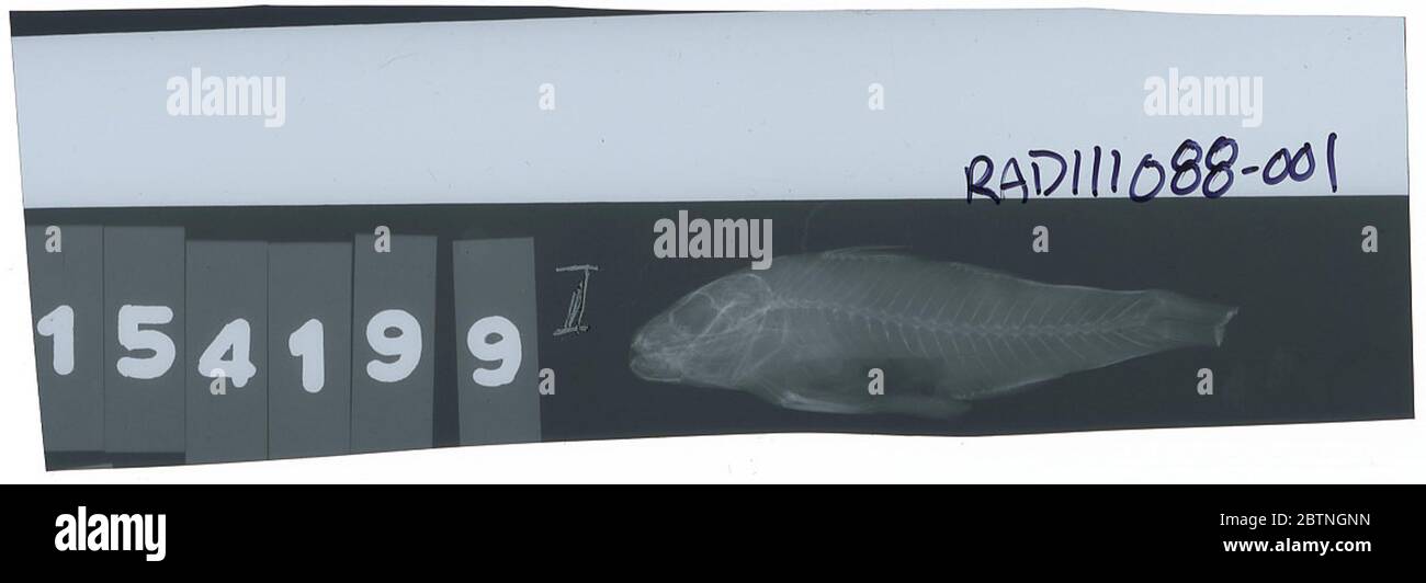 Upeneus moluccensis. 26 Ott 2018D 55611 Foto Stock