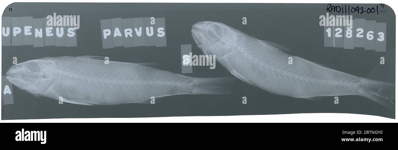 Upeneus parvus. 26 Ott 20181 Foto Stock
