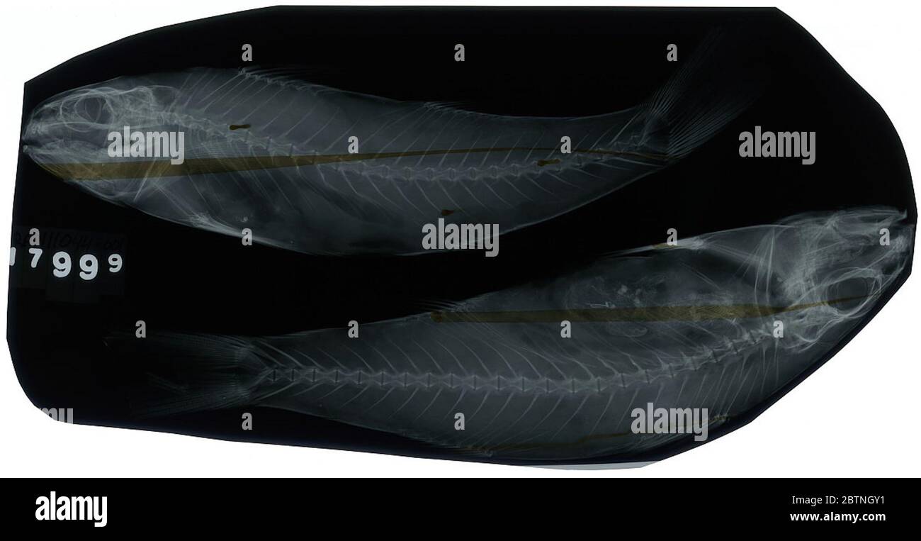 Upeneus taeniopterus. 5 Dec 20193 Foto Stock