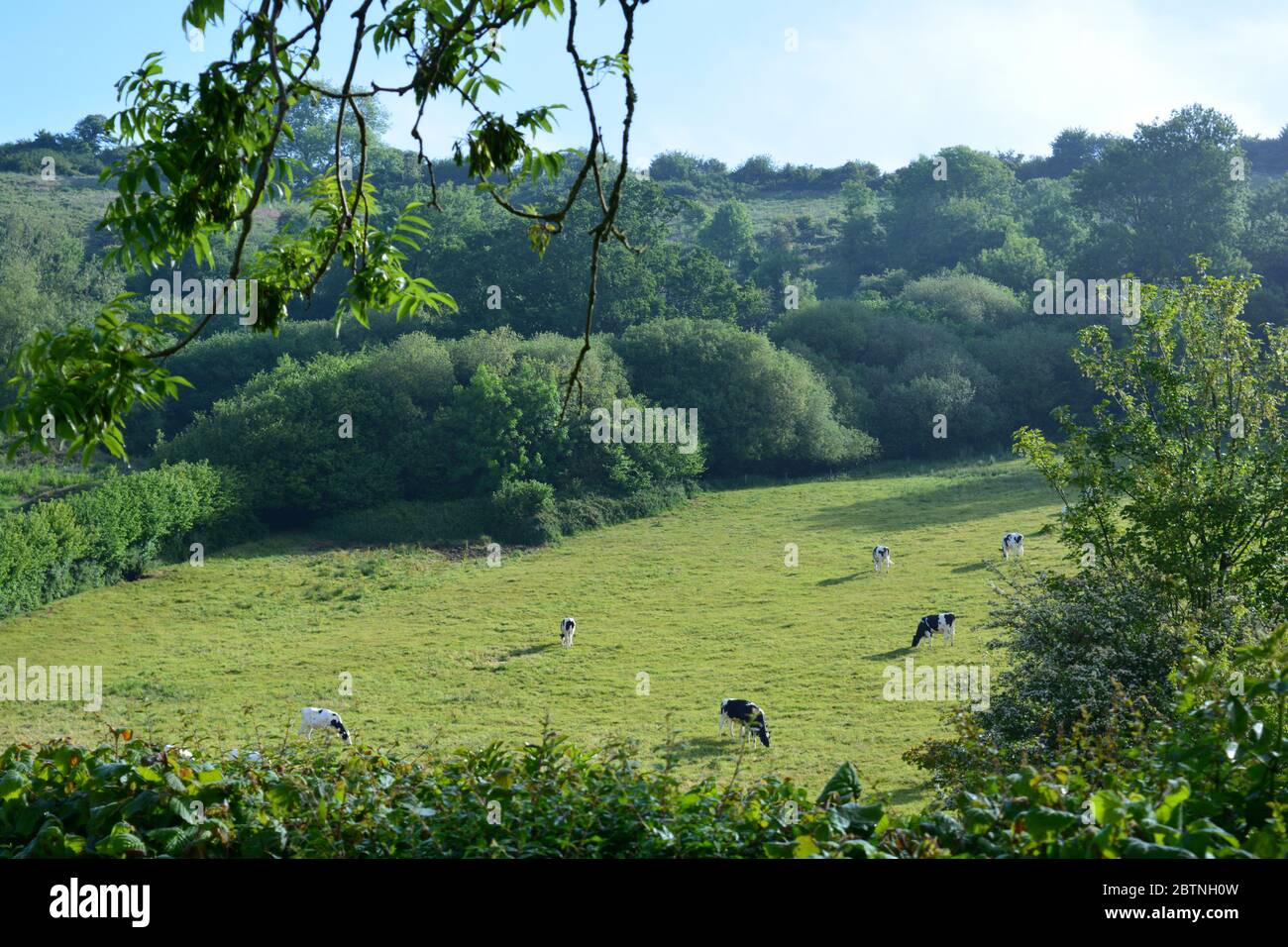Campagna inglese in tarda primavera, vista t alle mucche che pascolano in un campo, Poyntington, Sherborne, Dorset, Inghilterra Foto Stock